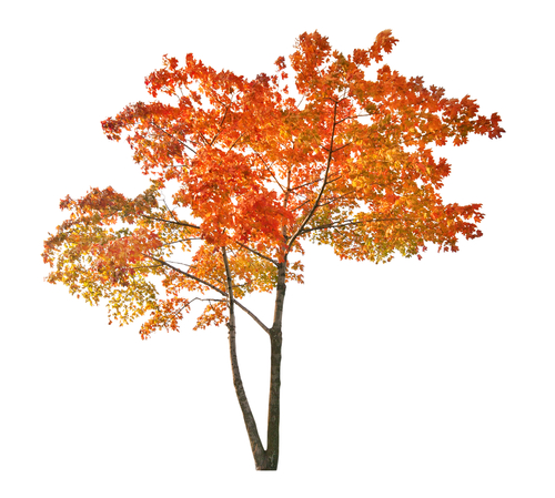 autumn tree